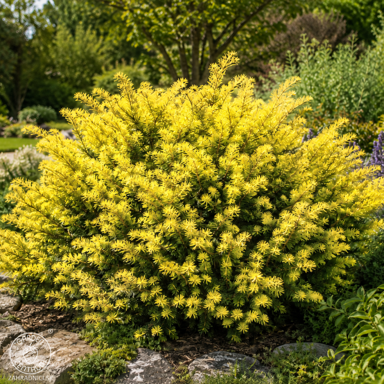 Obrázok Tis obyčajný (Taxus baccata) ´SEMPERAUREA´ - výška: 15-25 cm, kont. C3L